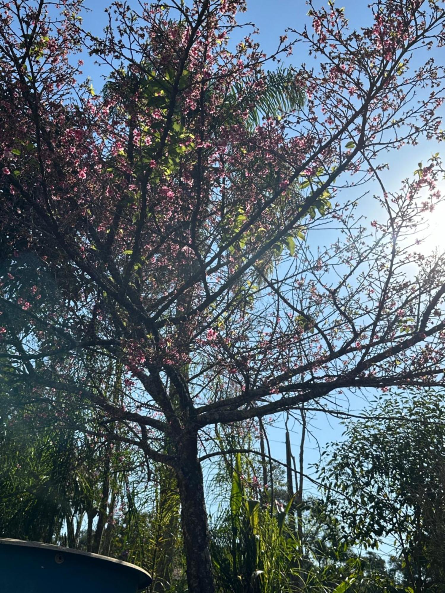 Morada Dos Beija-Flores Ibiúna Exterior foto